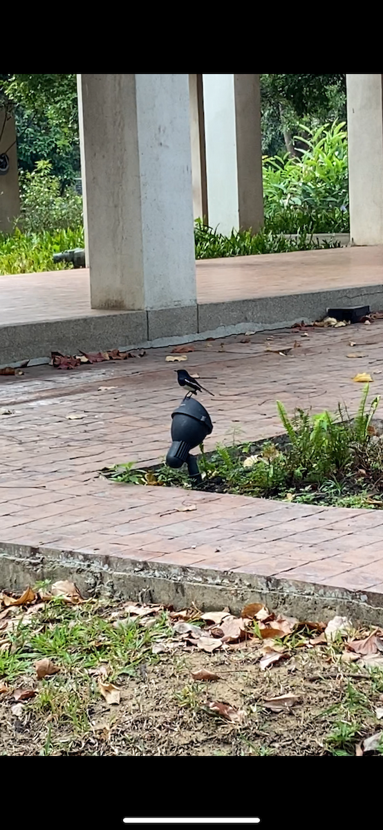 Oriental Magpie-Robin - ML614767557