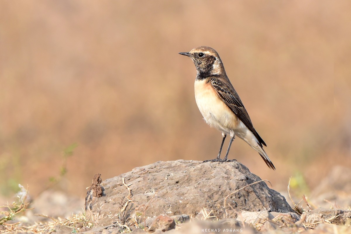 Pied Wheatear - Neenad Abhang