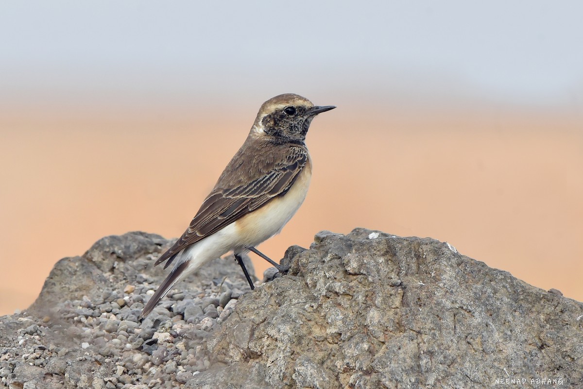 Pied Wheatear - Neenad Abhang