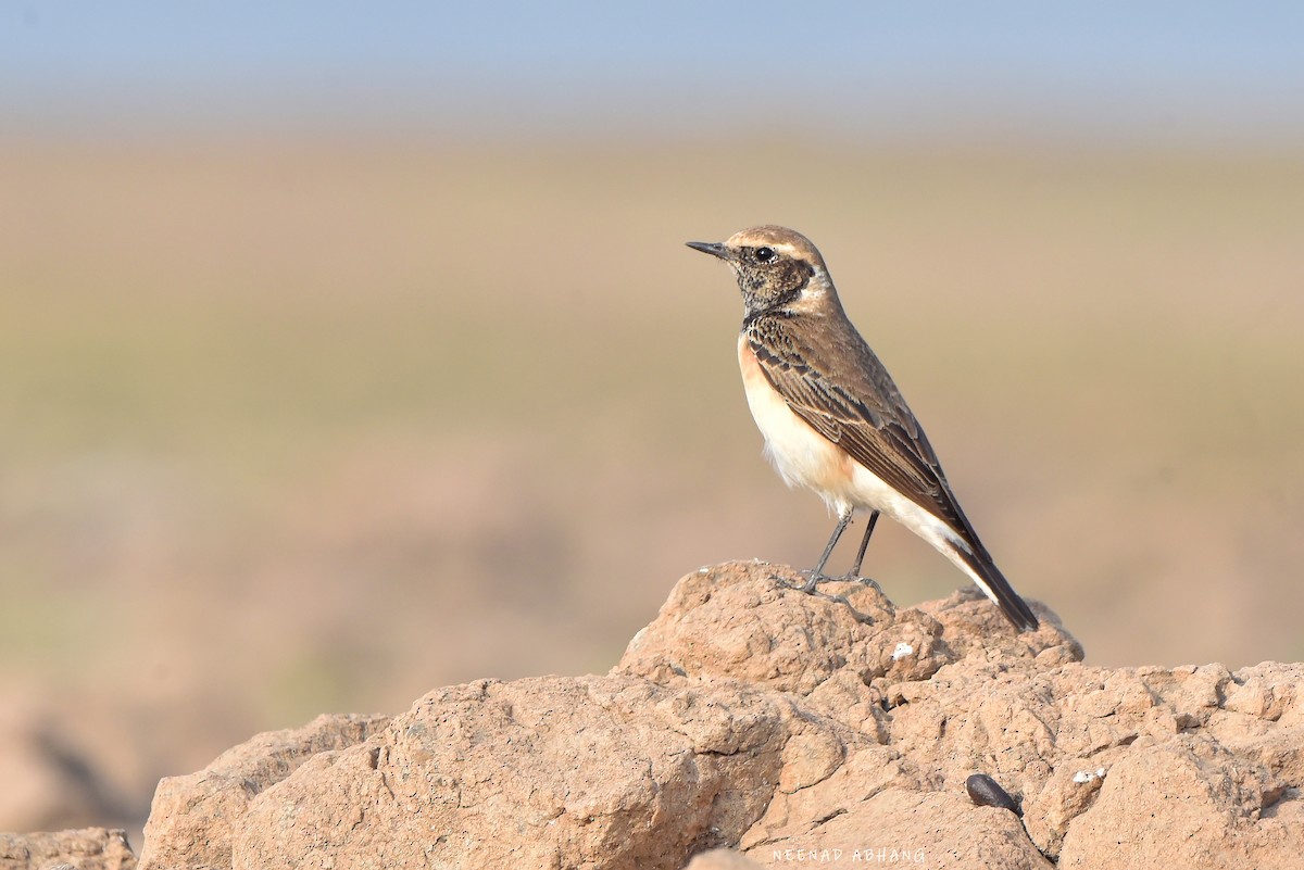 Pied Wheatear - Neenad Abhang