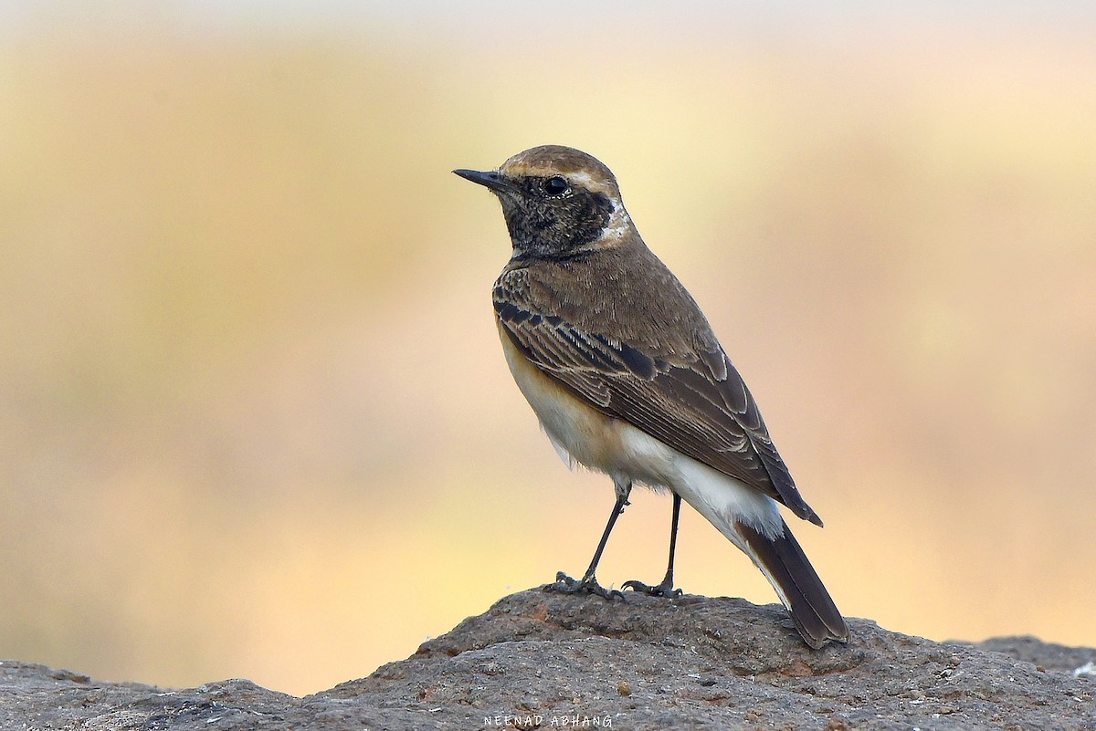 Pied Wheatear - Neenad Abhang