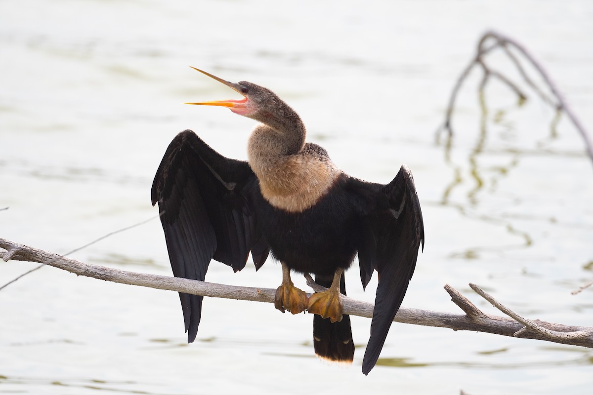 Amerika-Schlangenhalsvogel - ML614767604