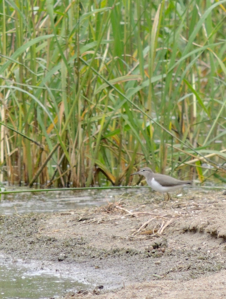 Spotted Sandpiper - ML614767640