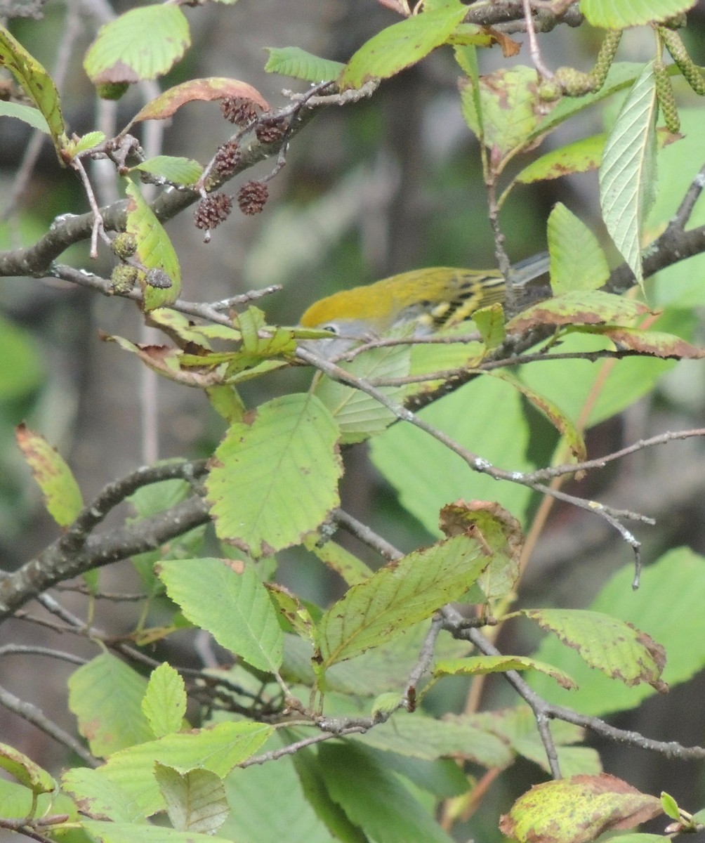 Chestnut-sided Warbler - ML614767711