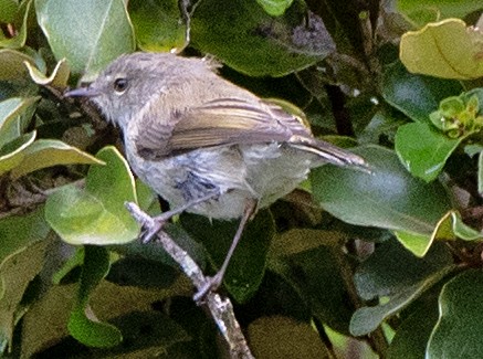 Gray Gerygone - ML614767713