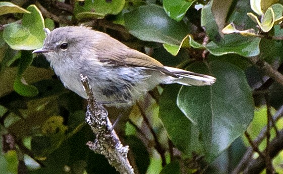 Gray Gerygone - ML614767714