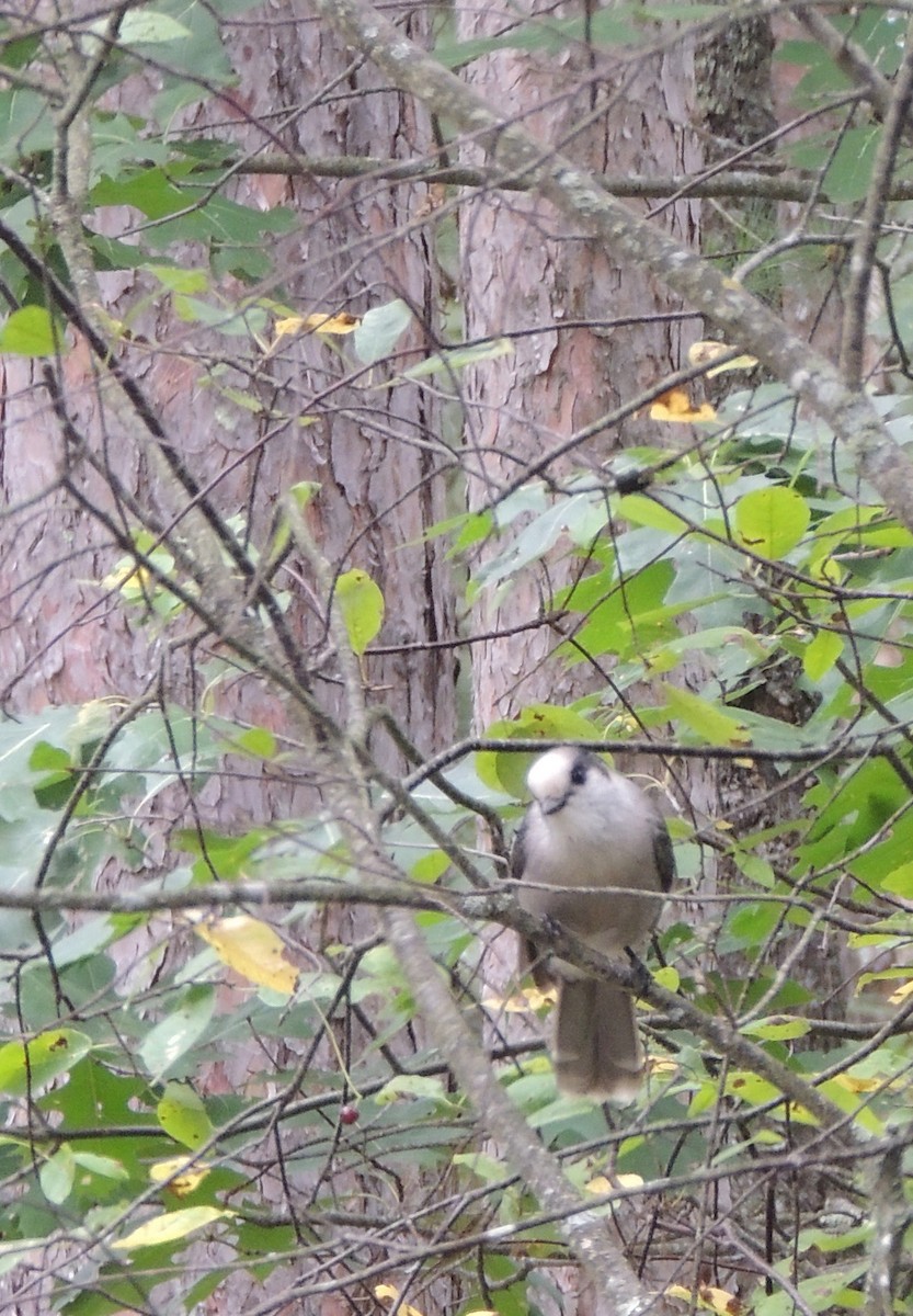 Canada Jay - ML614767726