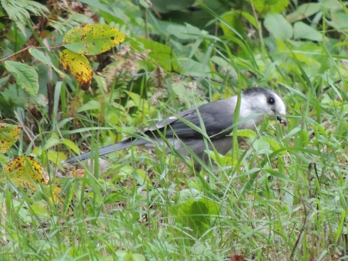 Canada Jay - ML614767728