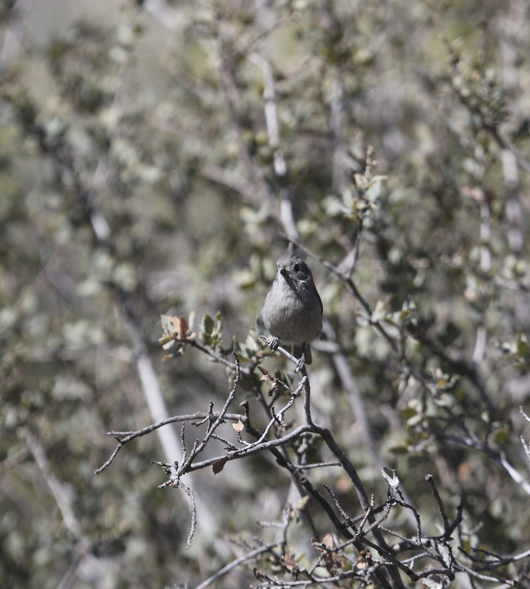 Juniper Titmouse - ML614767786