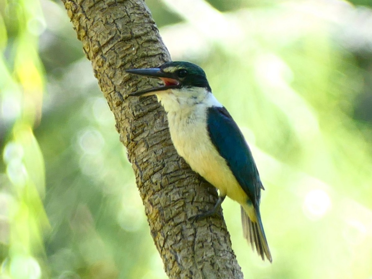 Sacred Kingfisher - ML614767872