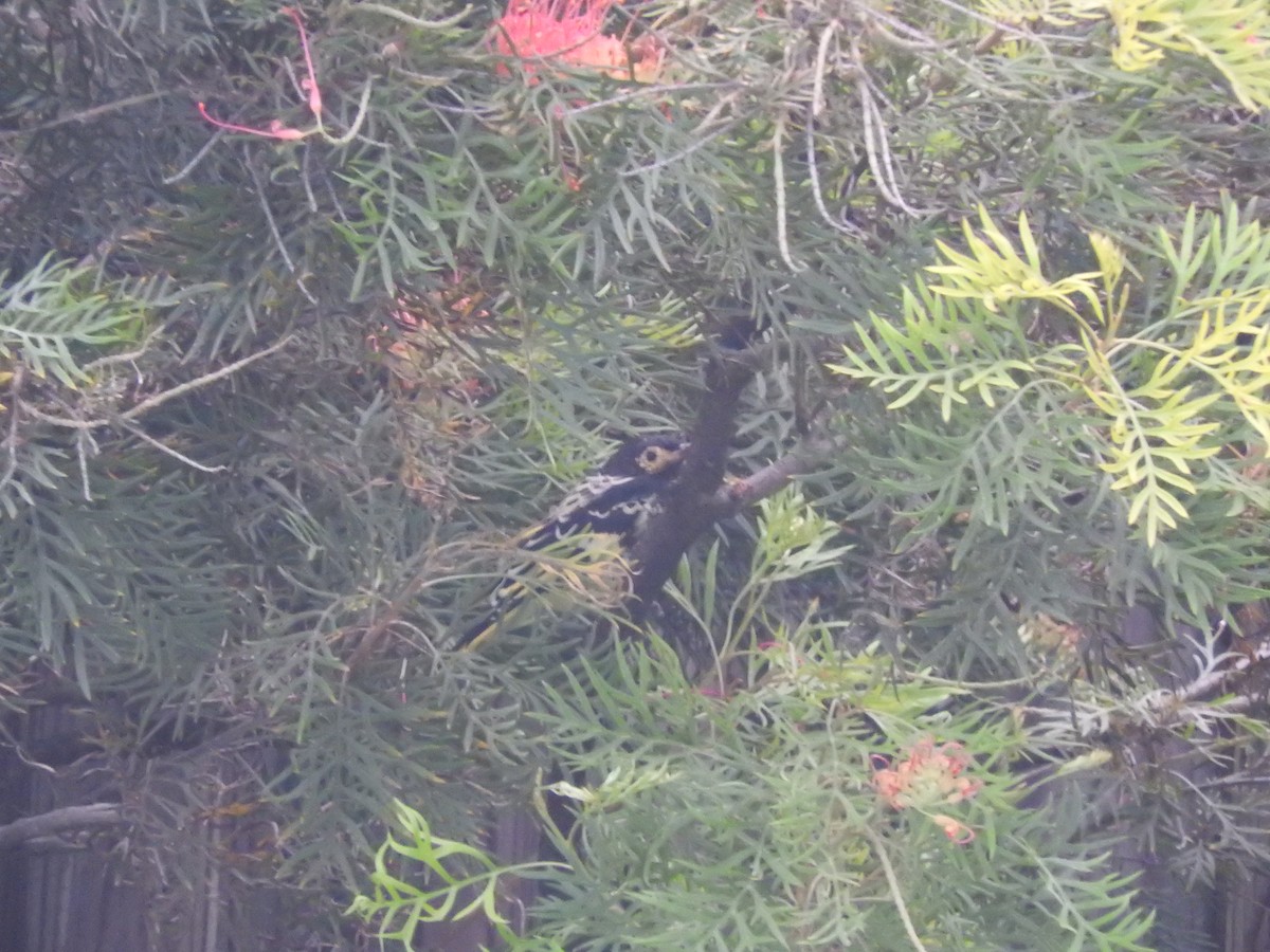 Regent Honeyeater - Archer Callaway