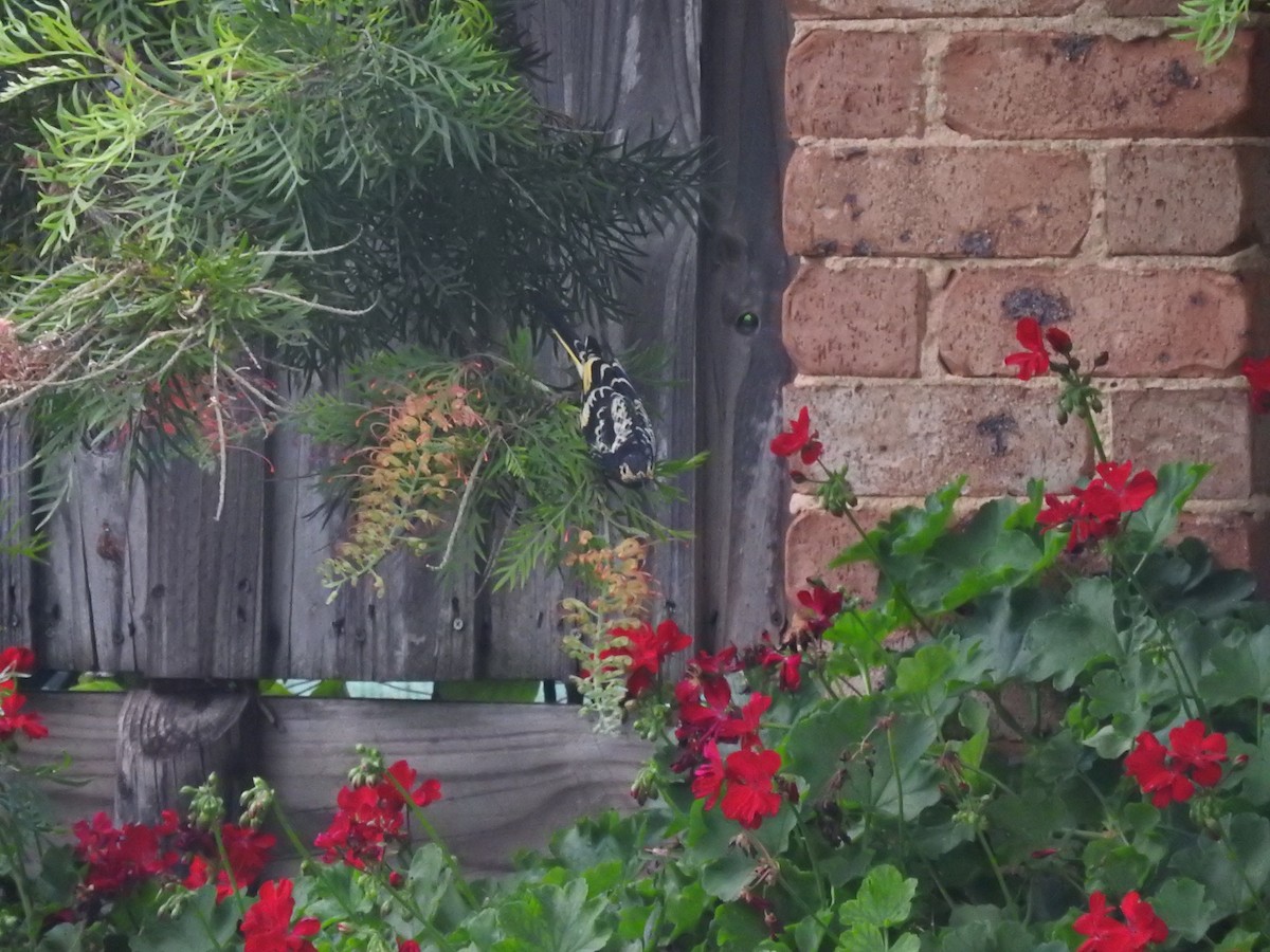 Regent Honeyeater - Archer Callaway