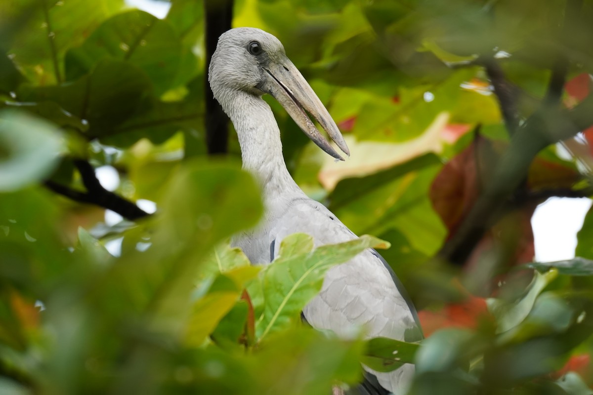 Asian Openbill - ML614767931