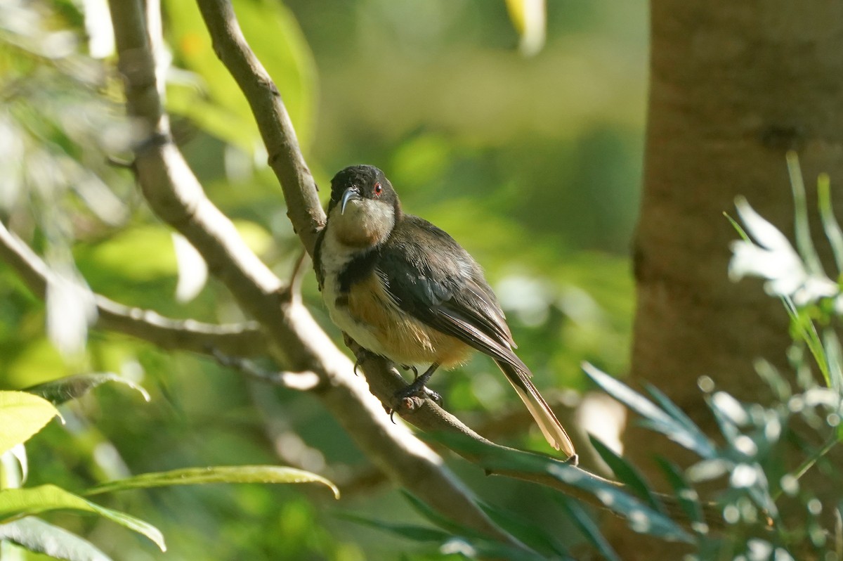 Eastern Spinebill - ML614767992