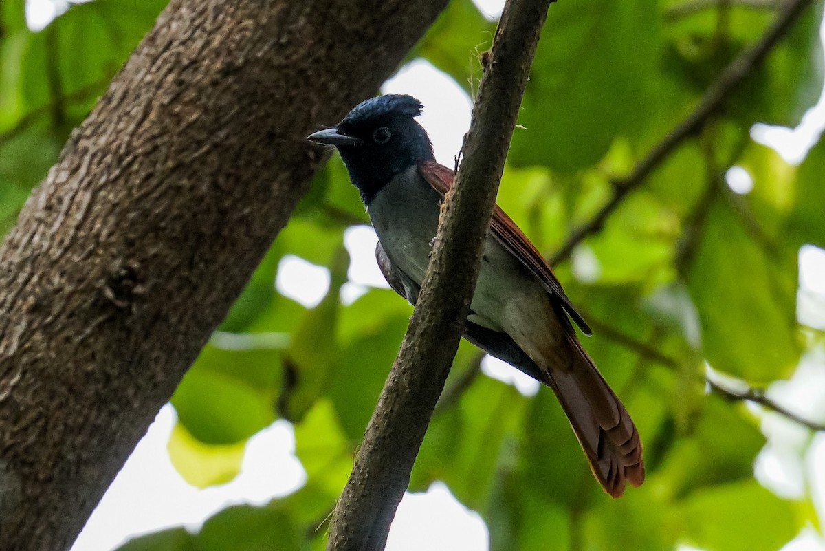 Blyth's Paradise-Flycatcher - ML614768044