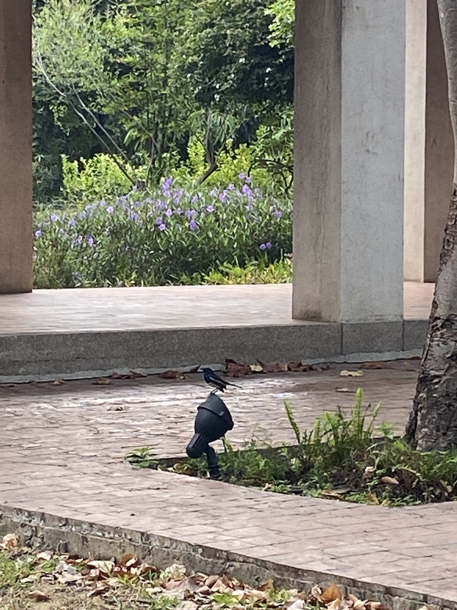 Oriental Magpie-Robin - ML614768049