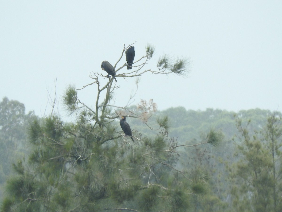 Great Cormorant - ML614768102