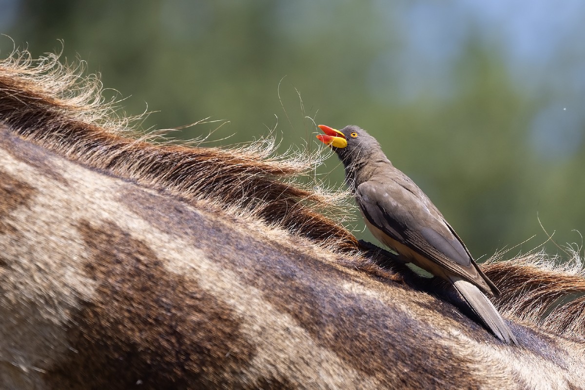 Yellow-billed Oxpecker - ML614768112