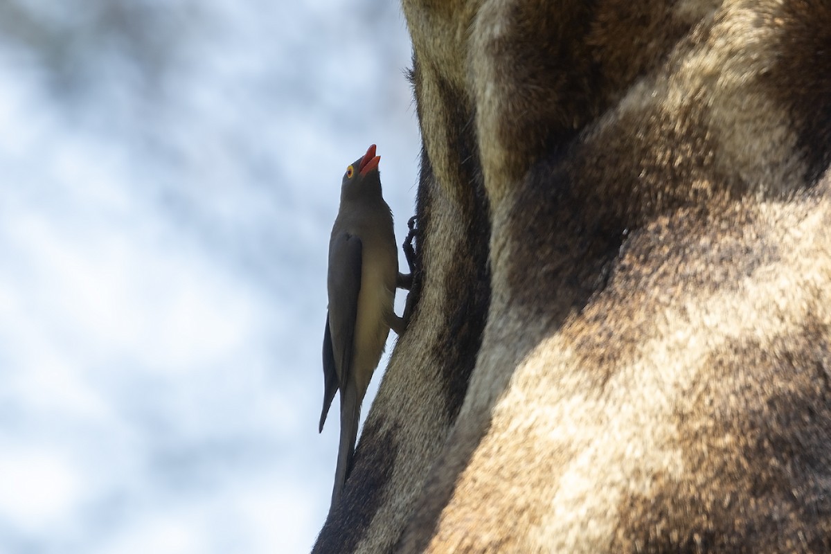 Red-billed Oxpecker - ML614768178