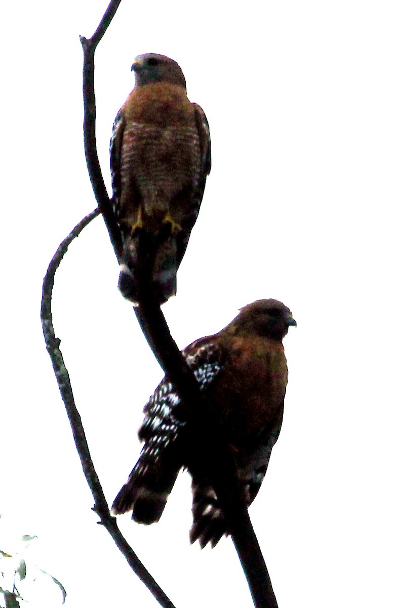 Red-shouldered Hawk - Connie Haile