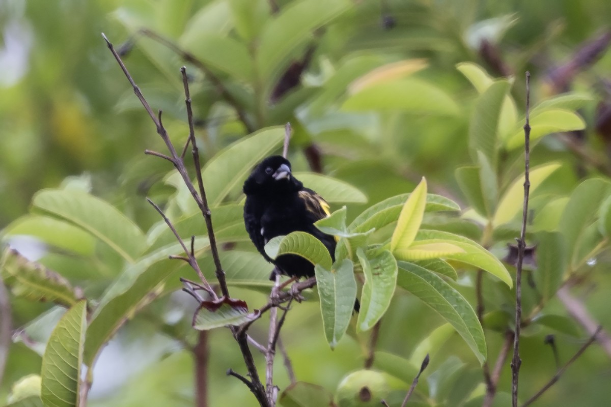 Yellow Bishop (Yellow) - ML614768219