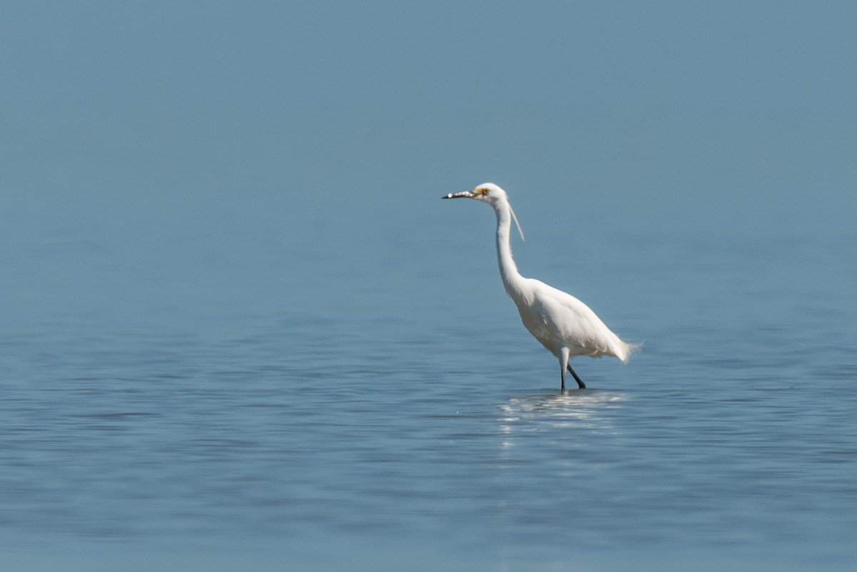 Little Egret - ML614768260