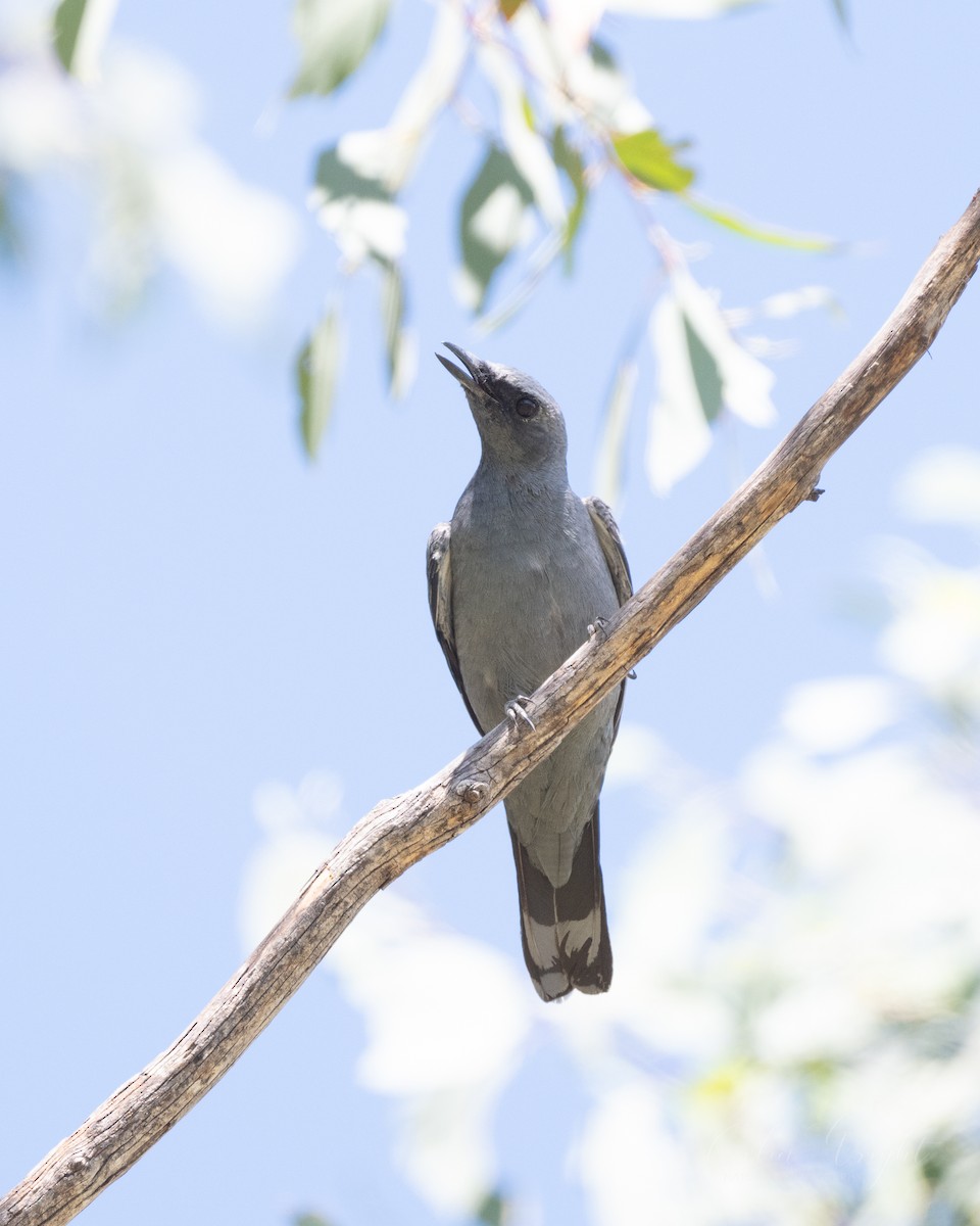 Sahul Cicadabird - ML614768279