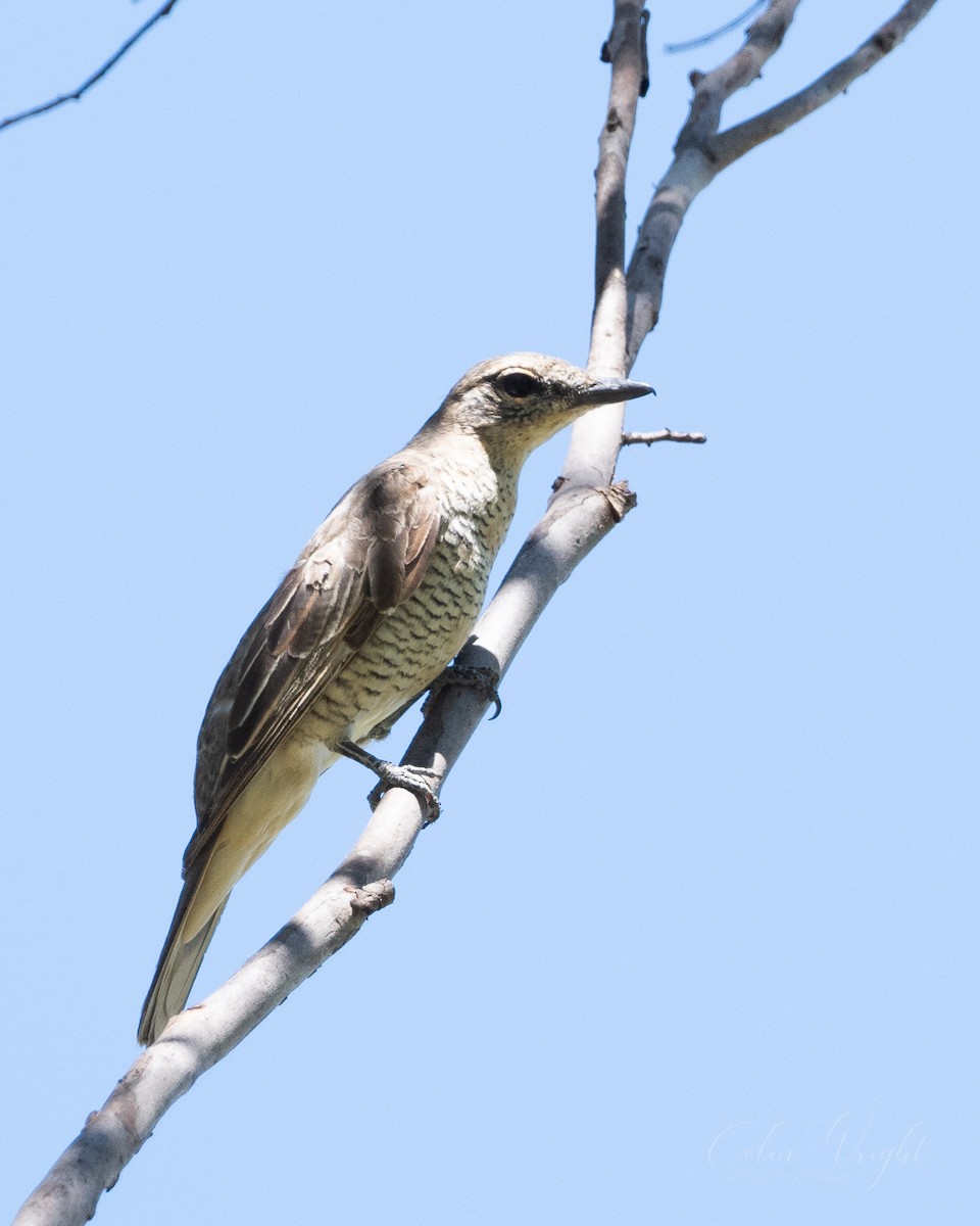 Sahul Cicadabird - ML614768285