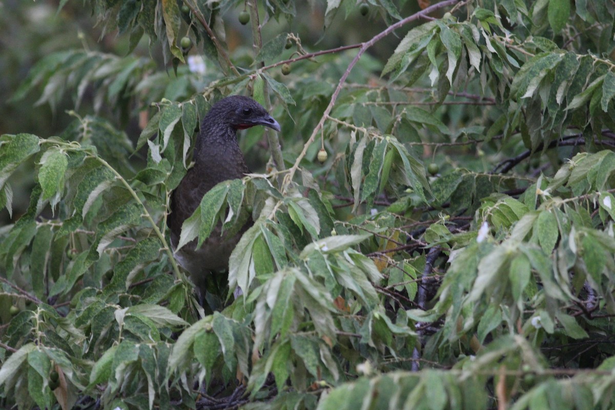 Chachalaca Ventriblanca - ML614768288