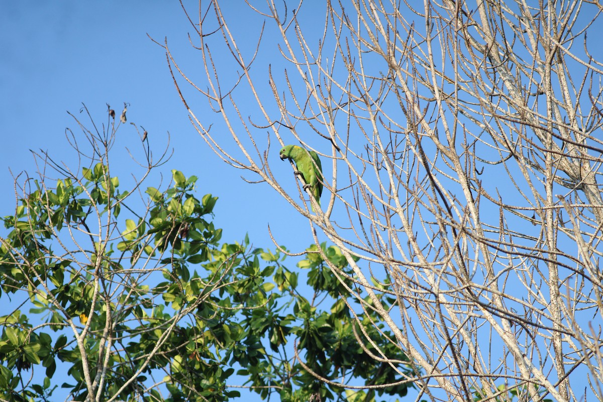 Yellow-naped Parrot - Cristóbal Palacios Galdamez