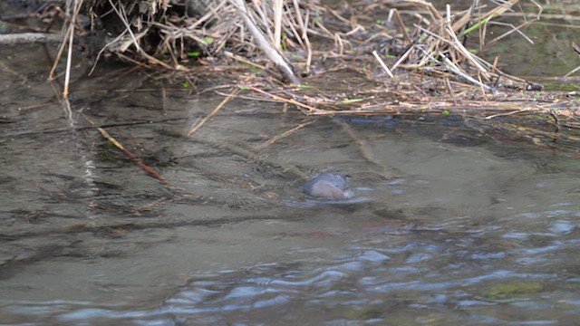 American Dipper - ML614768332