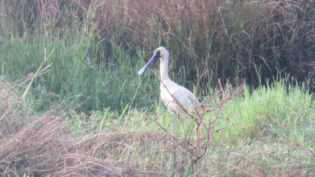 Royal Spoonbill - ML614768421