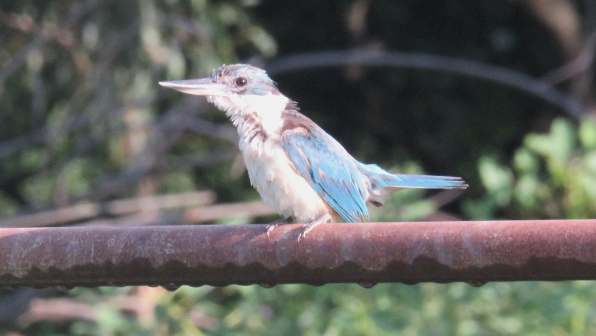 Sacred Kingfisher - David Niland