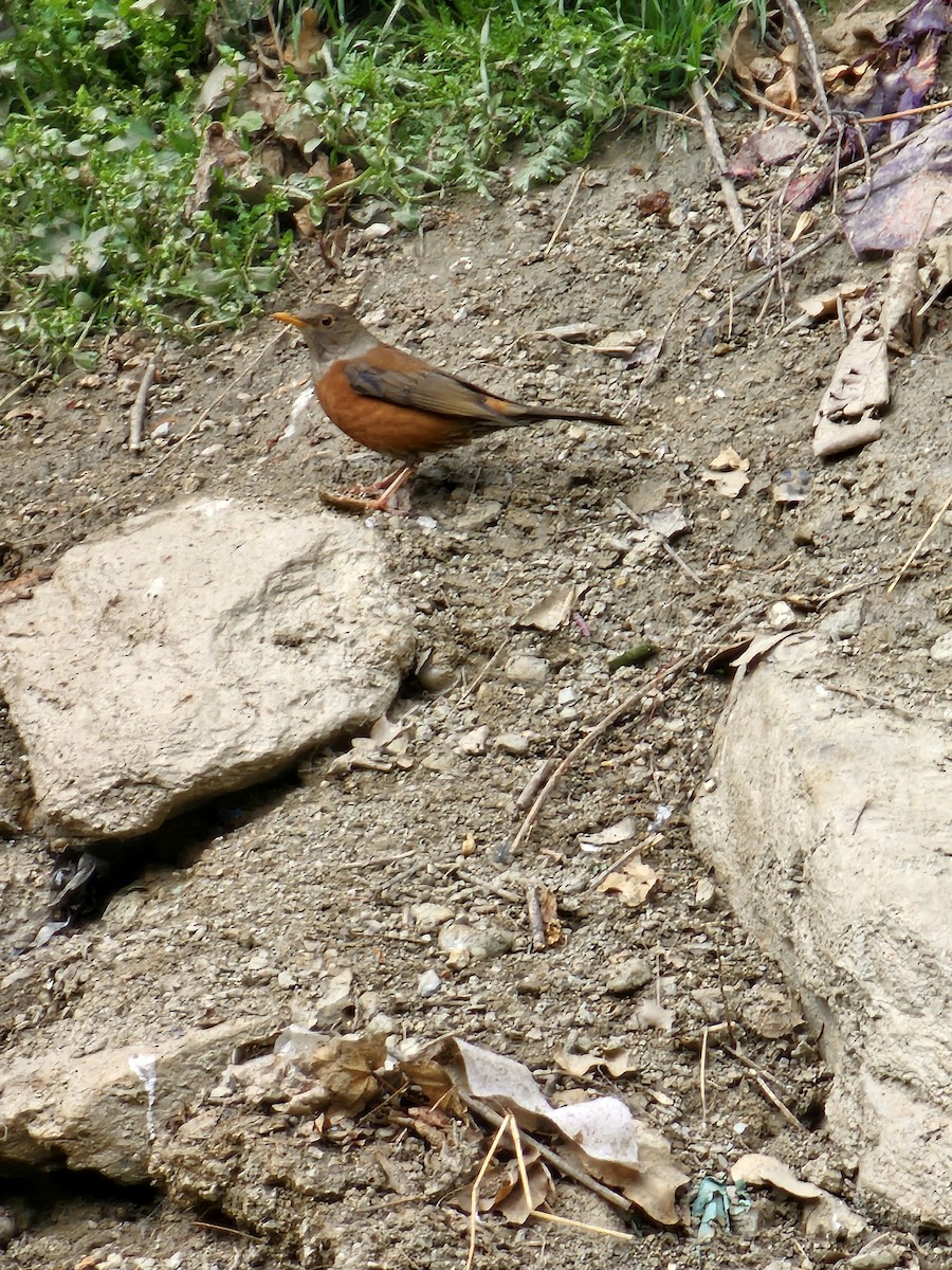 Chestnut Thrush - ML614768493