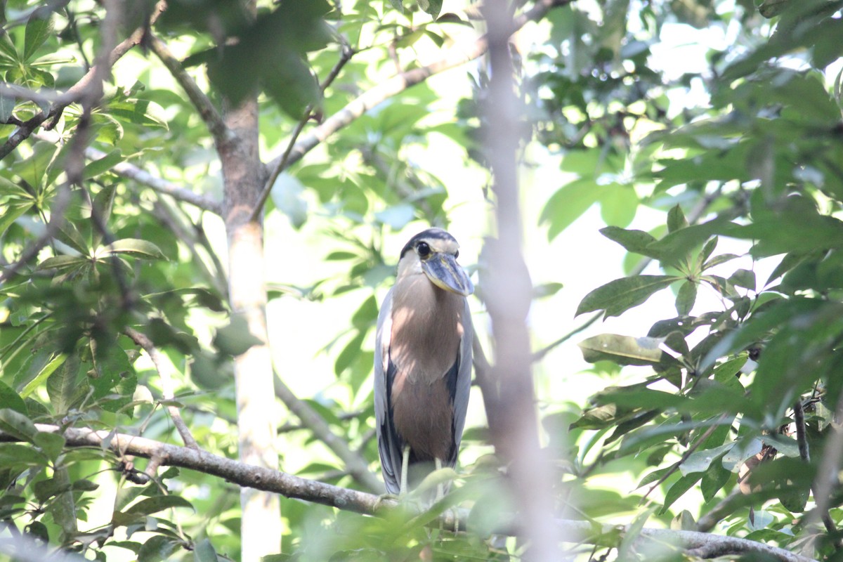 Boat-billed Heron - Cristóbal Palacios Galdamez