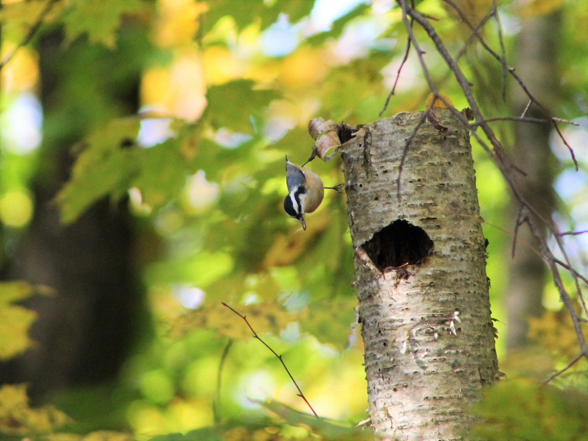 Red-breasted Nuthatch - Alex Plamondon