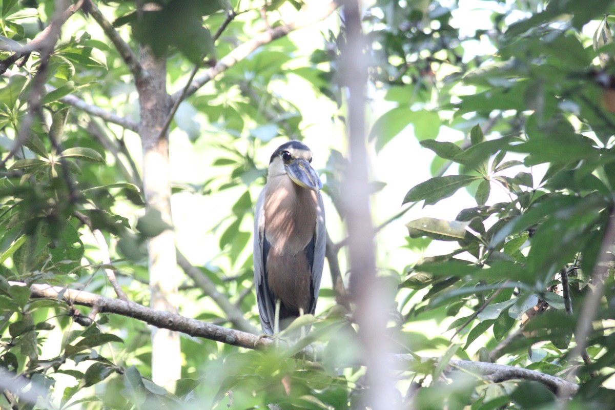 Boat-billed Heron - ML614768535