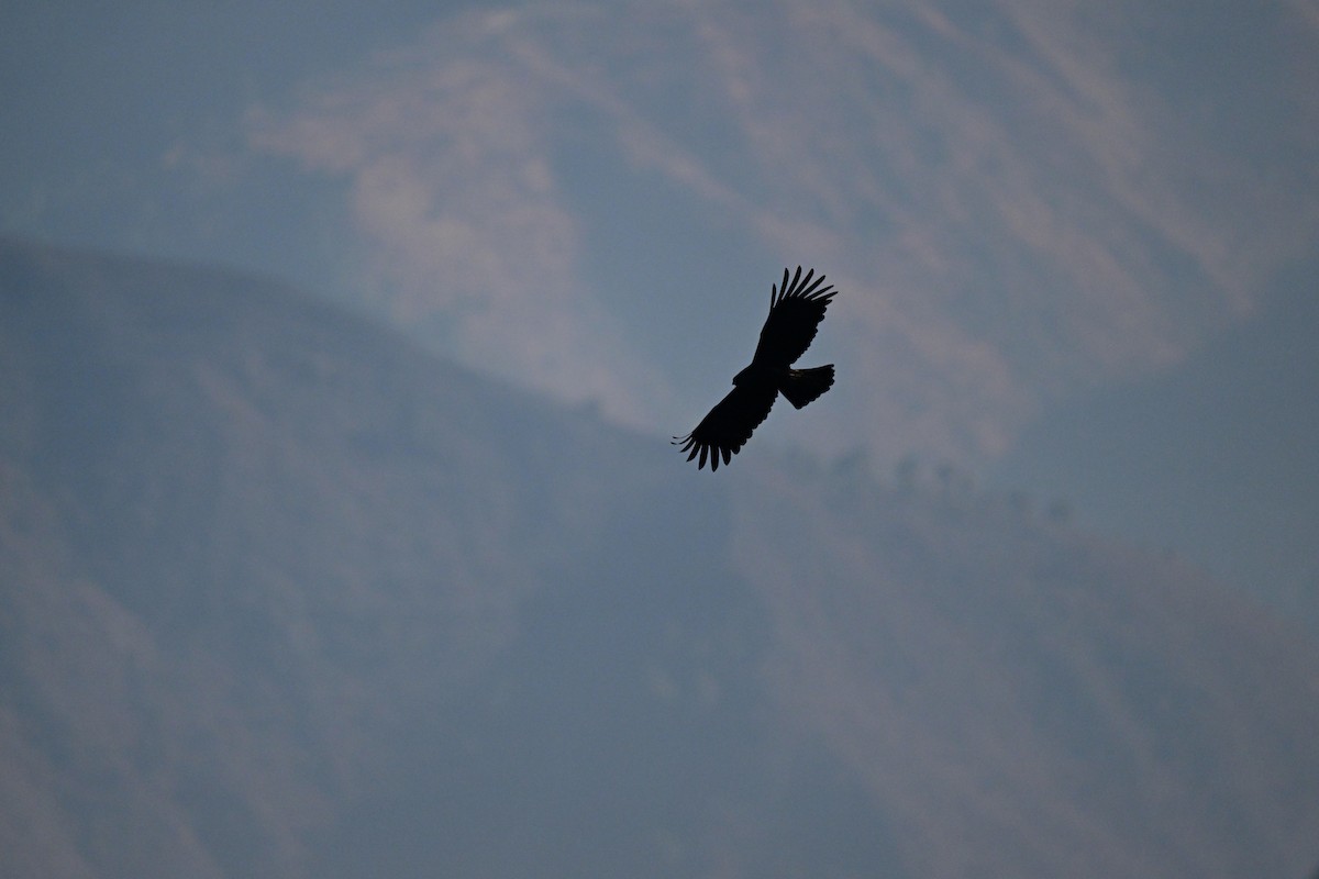 Black Eagle - Nileshkumar Kshirsagar
