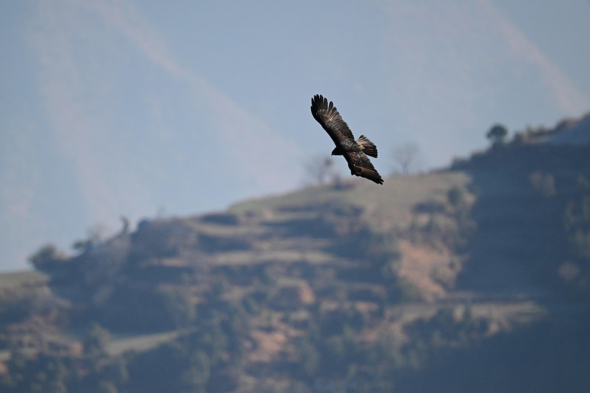 Águila Milana - ML614768548