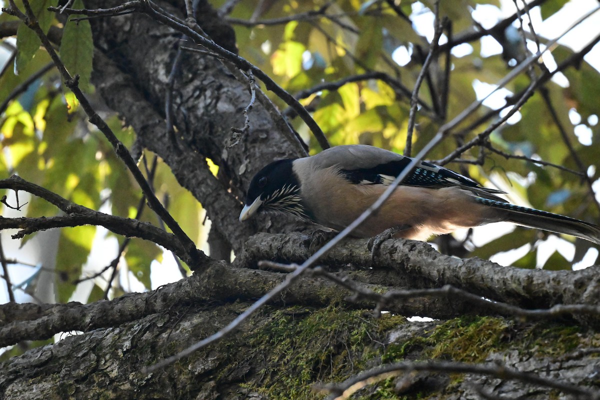 Black-headed Jay - ML614768575