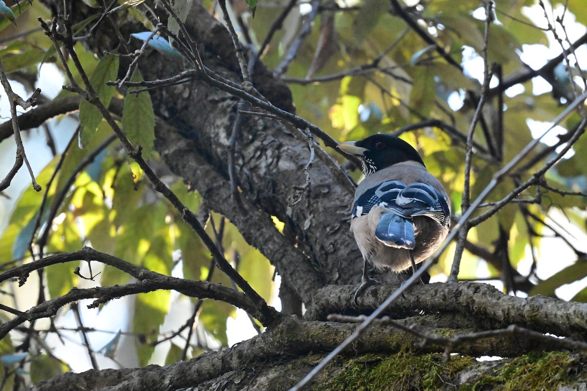 Black-headed Jay - ML614768576