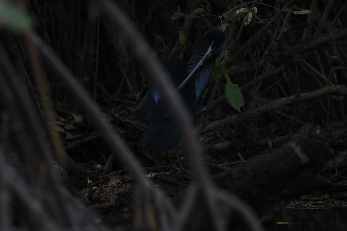 Agami Heron - Cristóbal Palacios Galdamez