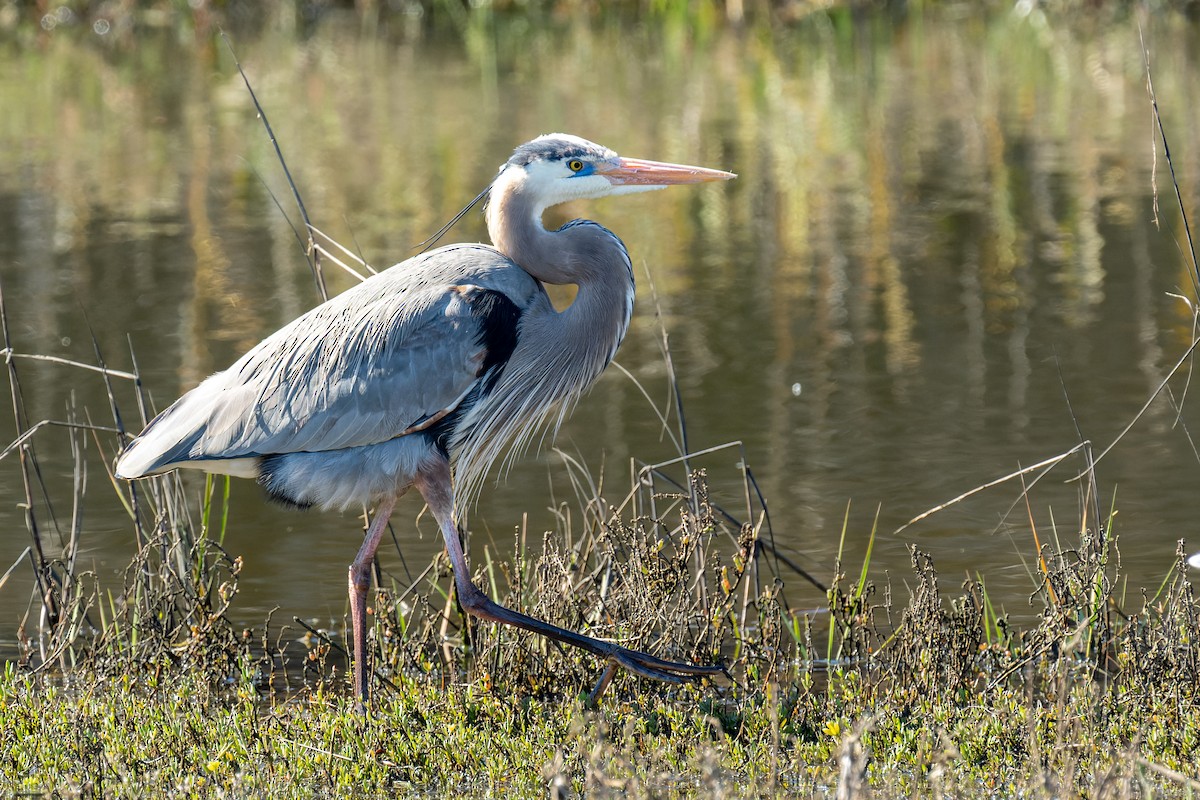 Great Blue Heron - ML614768687