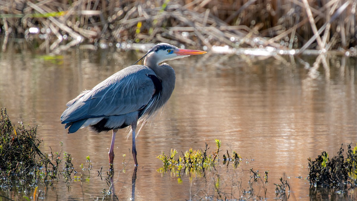 Great Blue Heron - ML614768688