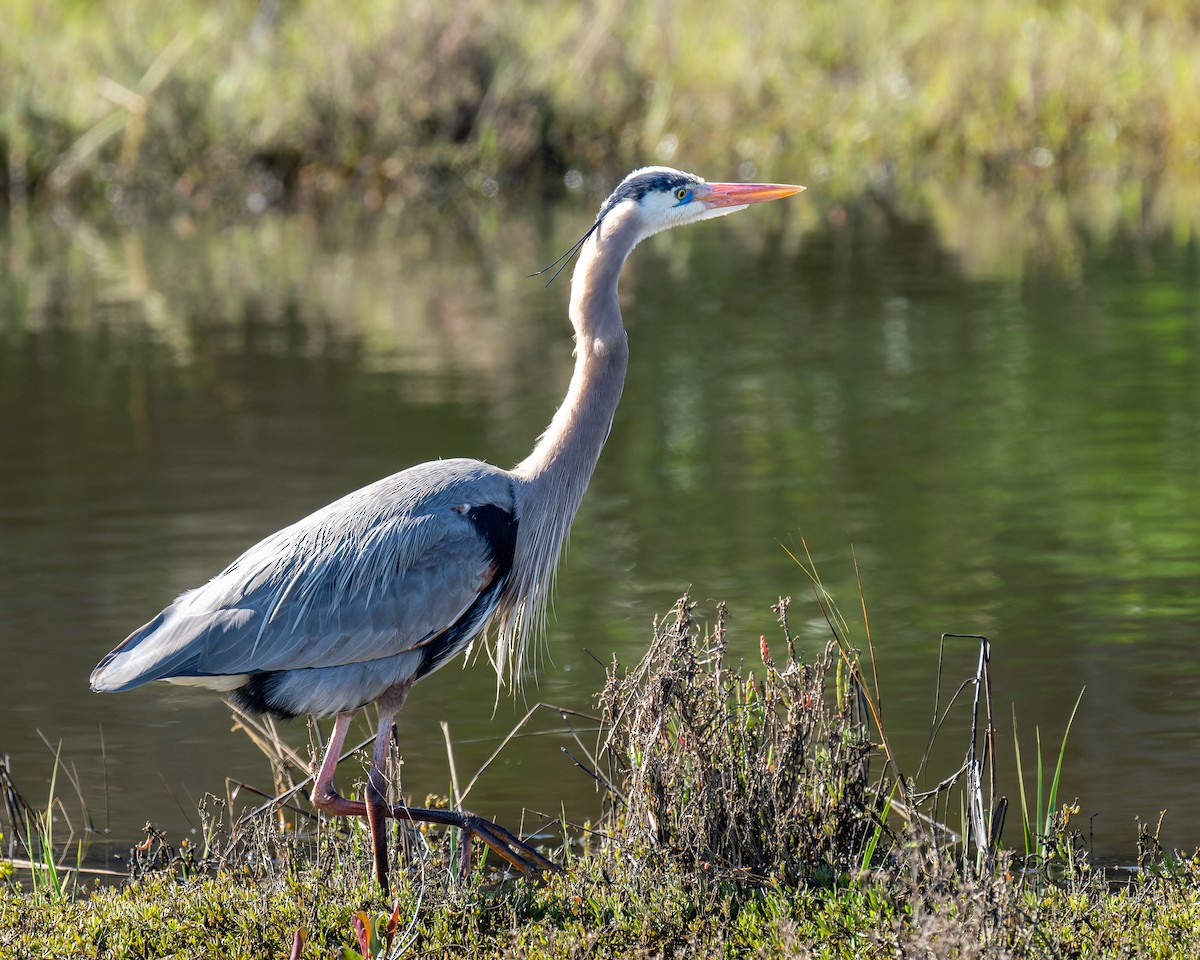 Great Blue Heron - ML614768689