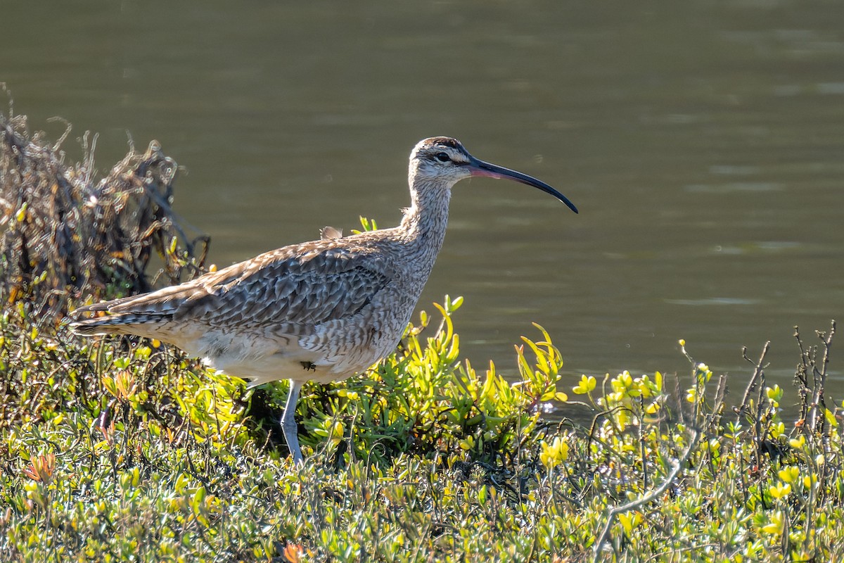 Whimbrel - ML614768719