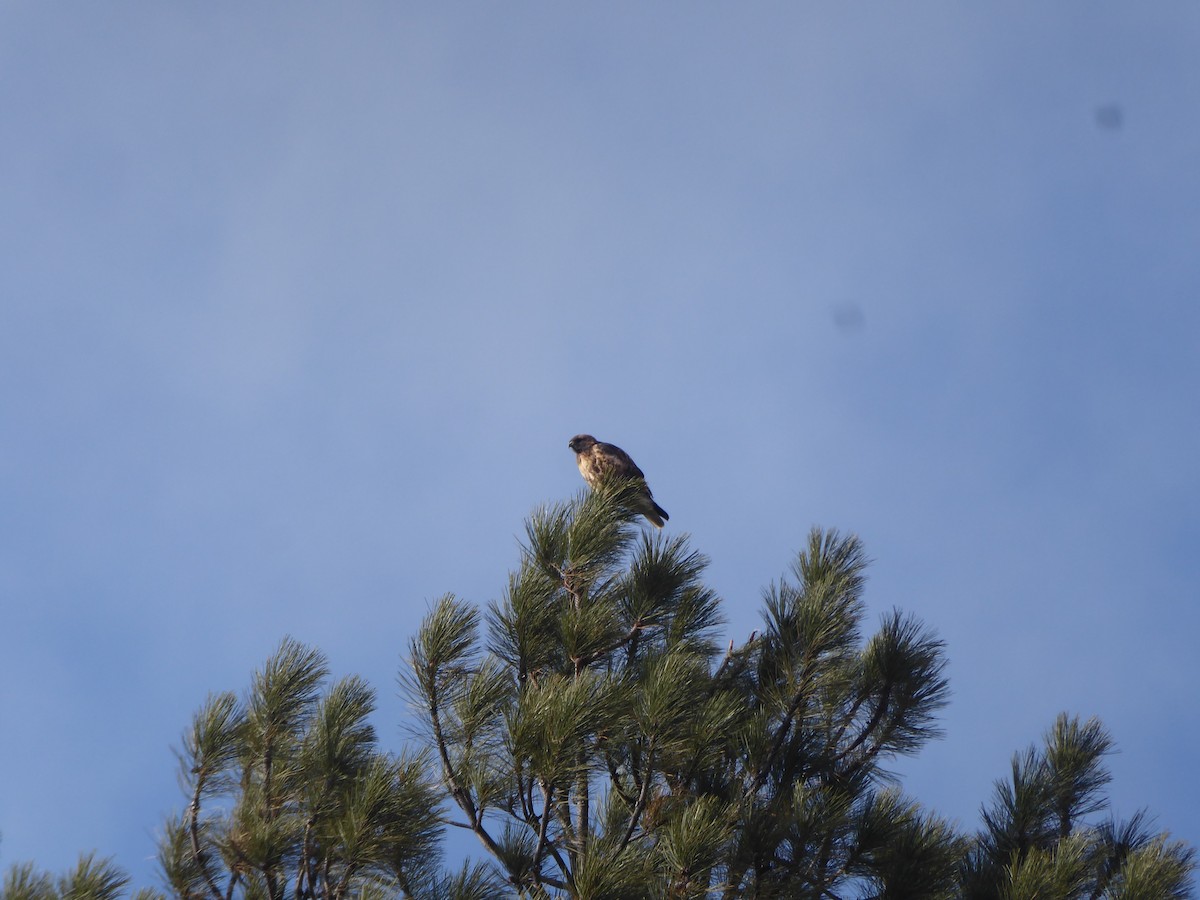 Red-tailed Hawk - Ann Inouye
