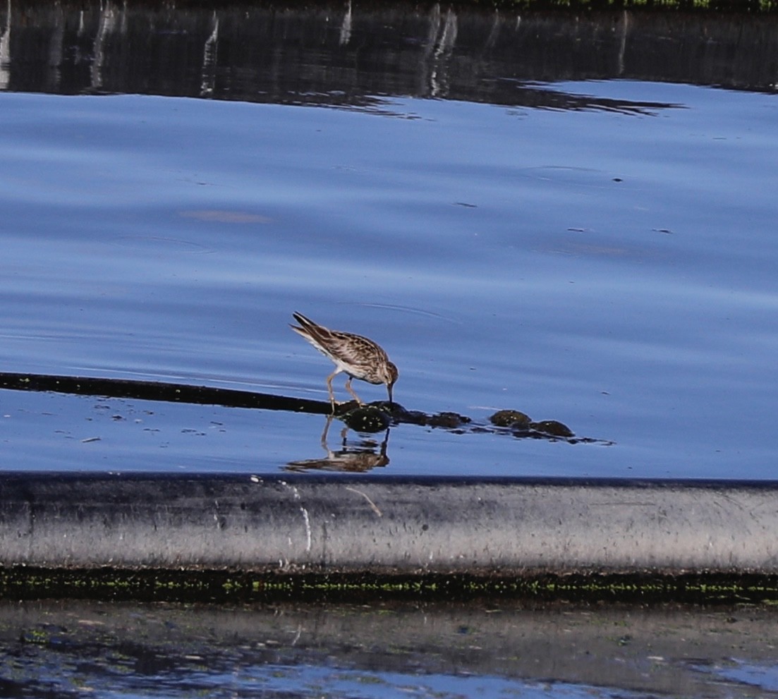 Pectoral Sandpiper - Sherman  Wing