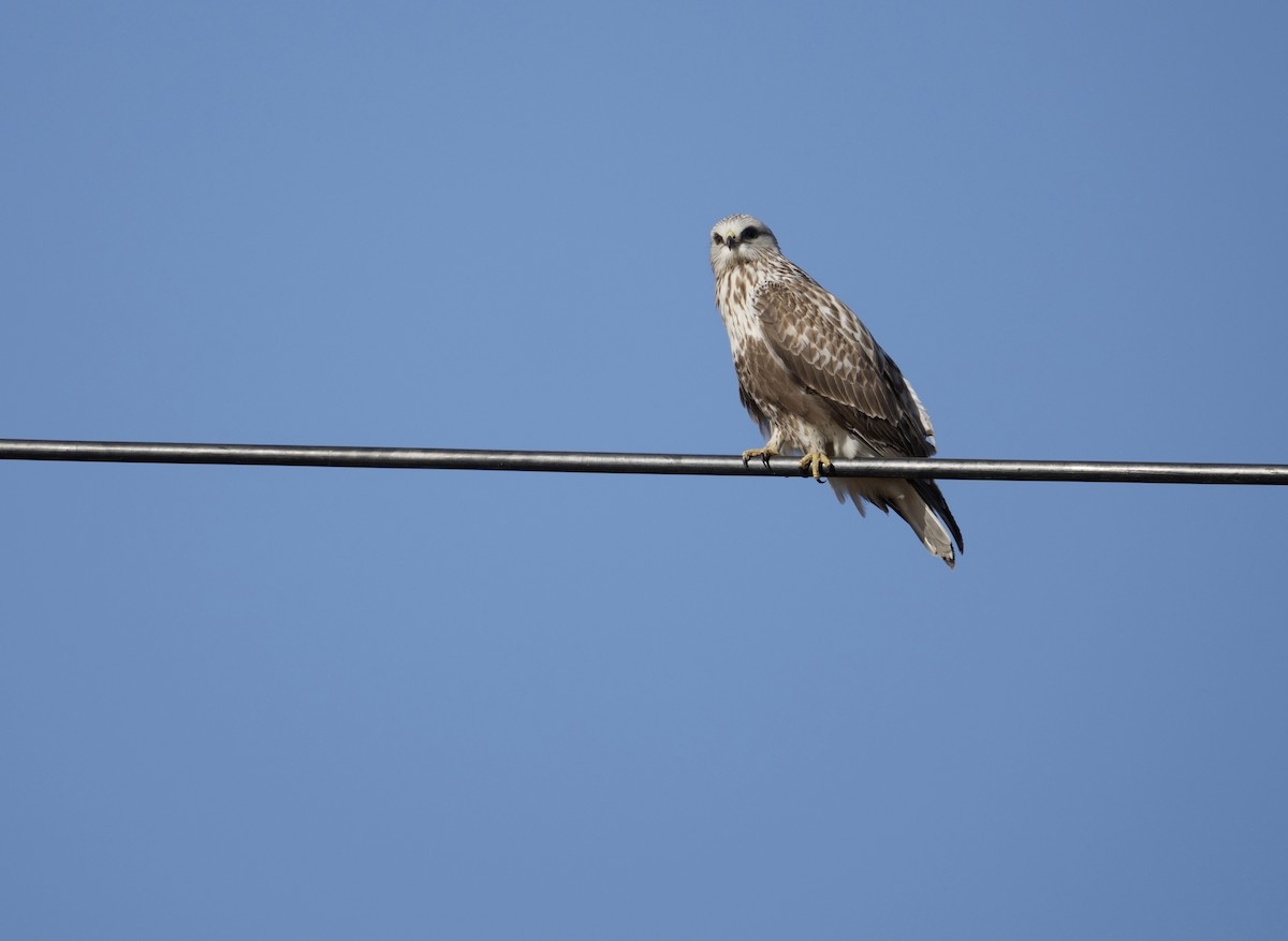 Raufußbussard - ML614768785