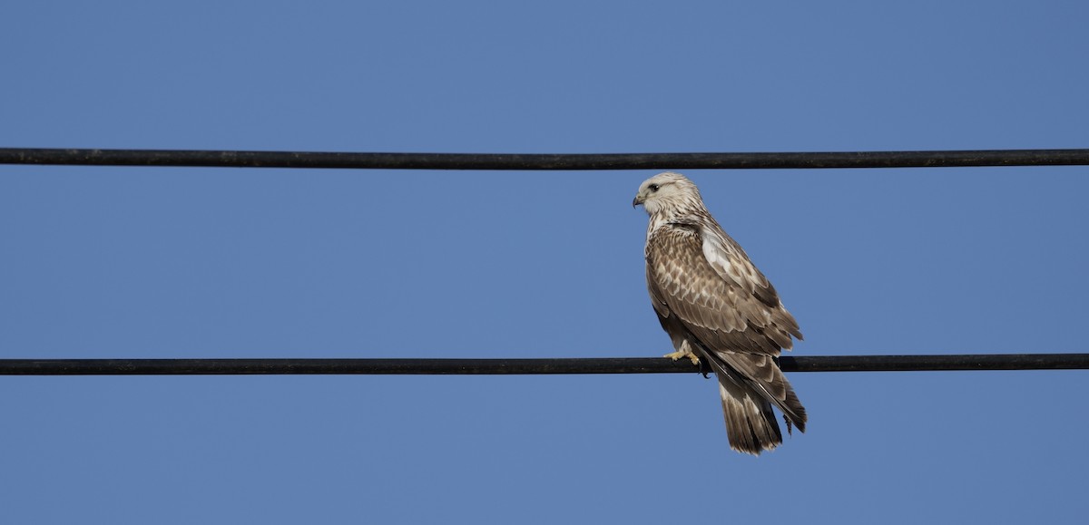 Rough-legged Hawk - LiCheng Wang